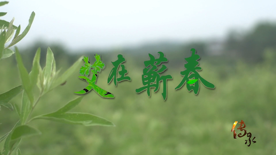 【传承】艾在蕲春