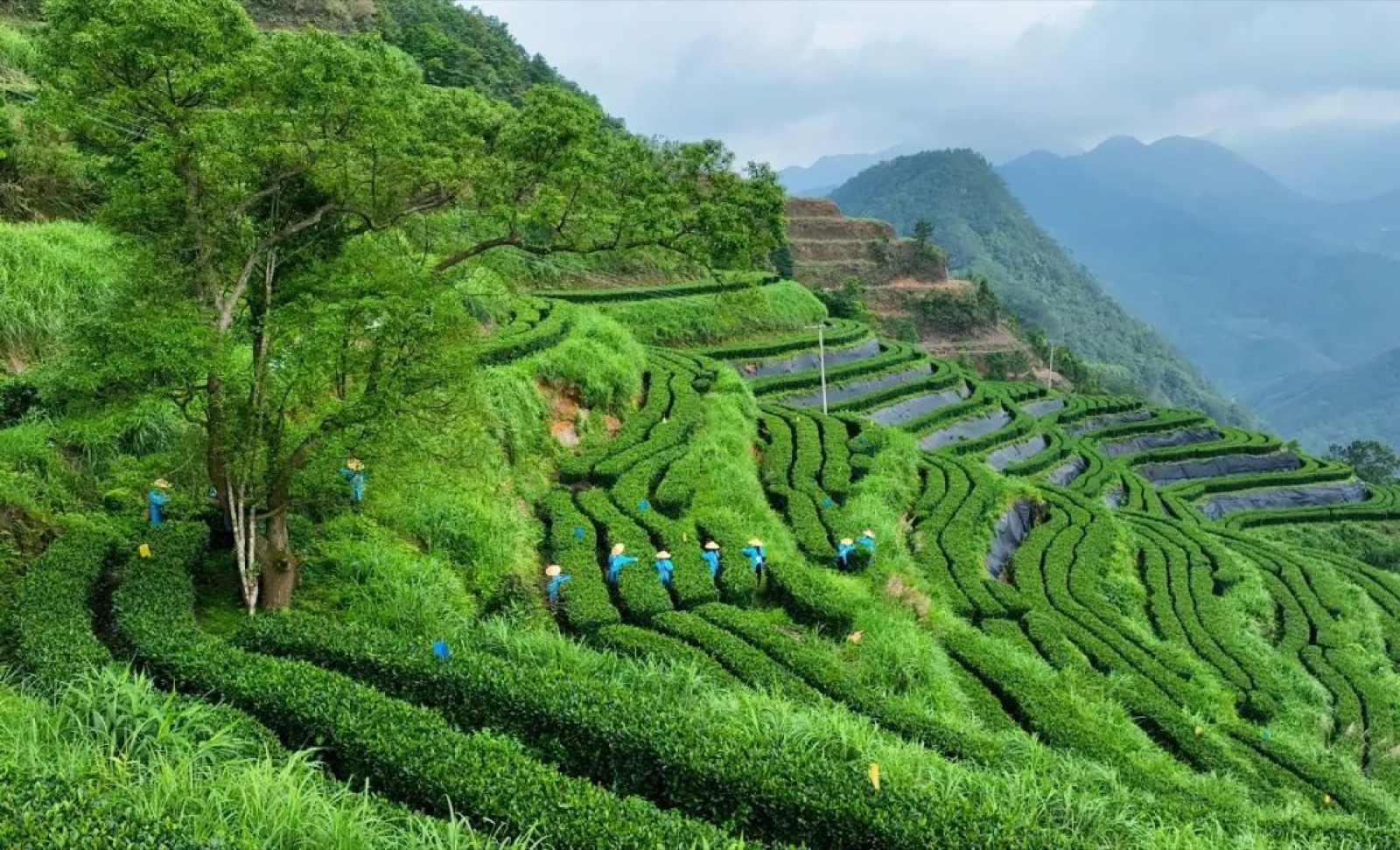 茶油 01
